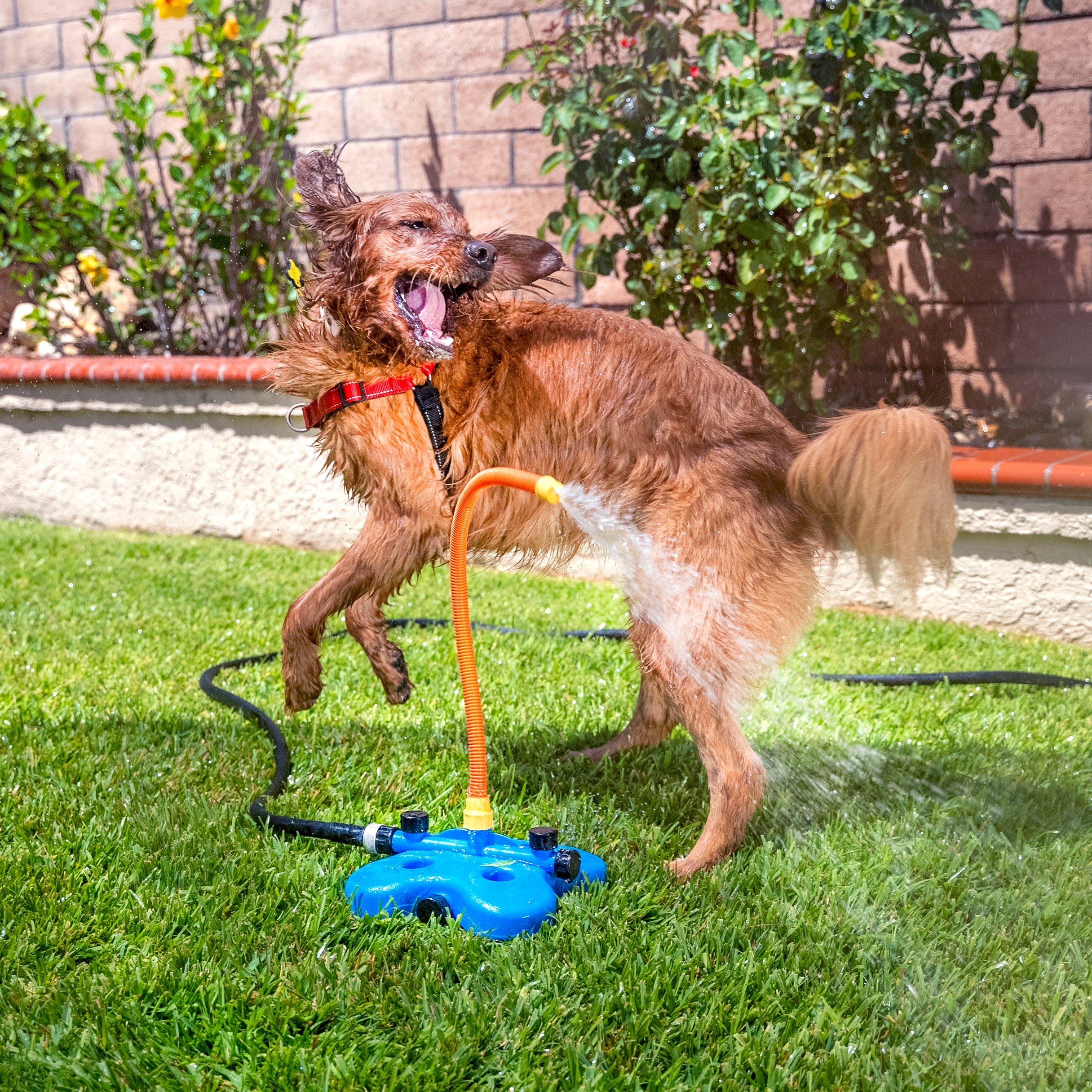 The Wave The Ultimate Interactive Water Toy for Dogs