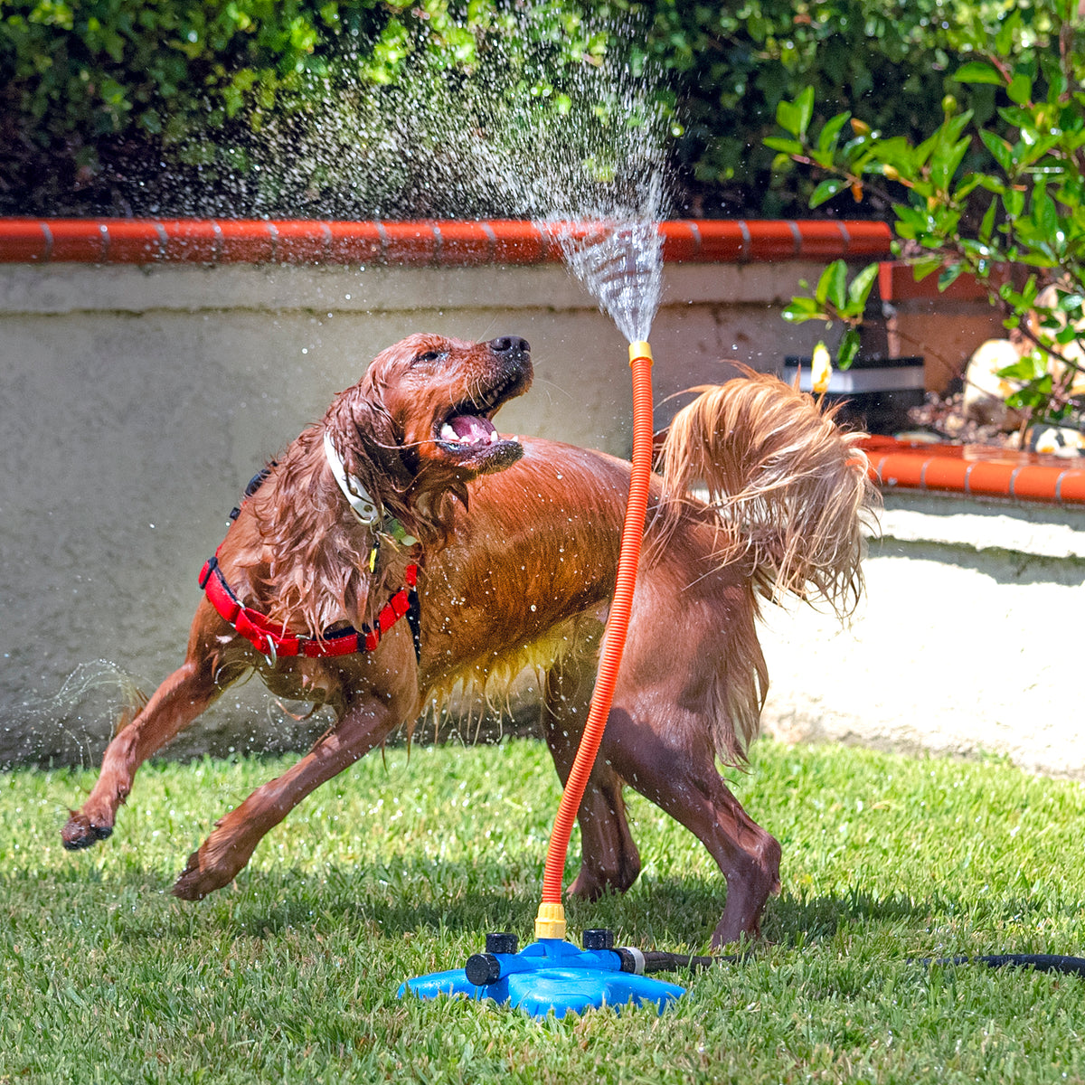 Ultimate dog Fun with water