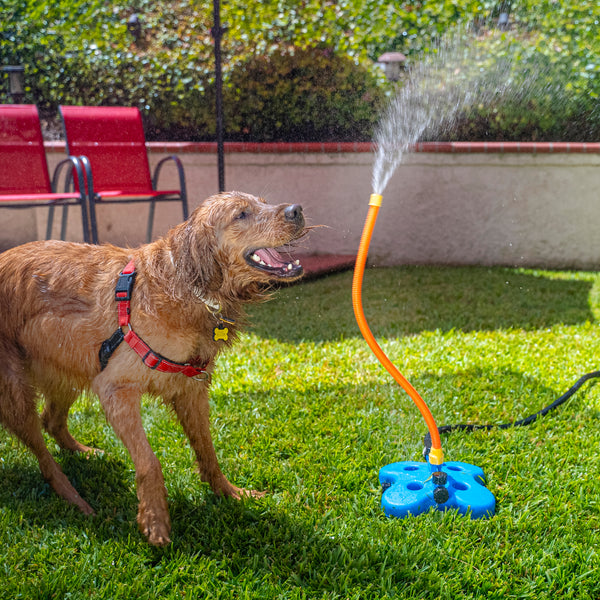 dog playing with water