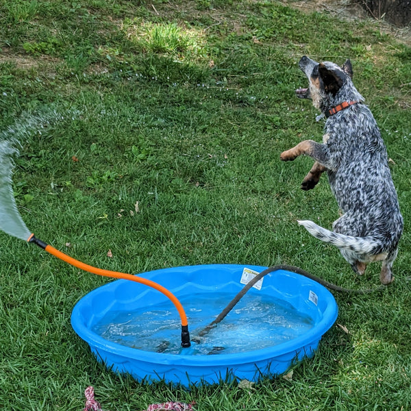 sprinkler toy for dogs