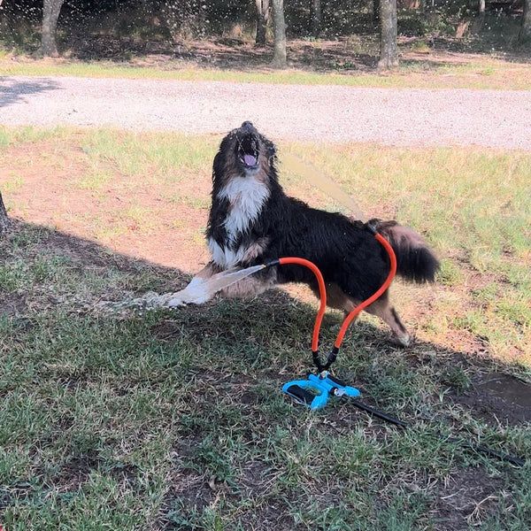 dog playing with water toy