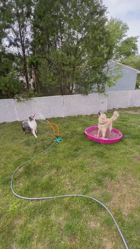 two dogs playing