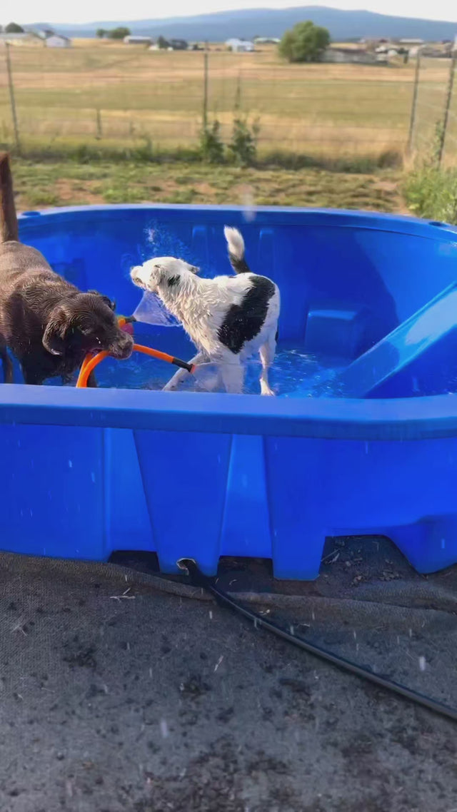 two dogs playing in tub