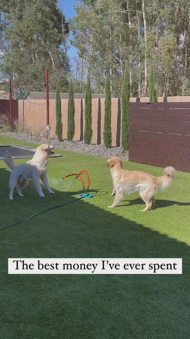 dogs playing outdoor